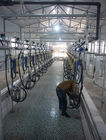 Sala di mungitura di mungitura automatica della spina di pesce del misuratore di portata per l'azienda lattiera