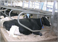 Il singolo tipo di fila ha galvanizzato la stalla libera della mucca per la giovenca/bestiame incinti