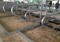 la mucca del tubo galvanizzata spessore di 3mm si blocca liberamente per le aziende agricole della mucca da latte