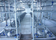 Sala di mungitura della spina di pesce parallela automatica per le vacche da latte, capre, pecore
