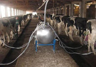 Sala di mungitura della mucca/capra della conduttura con un condotto di trasporto del latte
