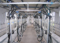 Sala di mungitura di mungitura compatta della spina di pesce dell'attrezzatura della disposizione per l'azienda agricola della capra